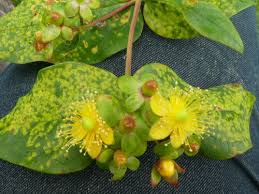 Attēlu rezultāti vaicājumam “Melampsora epitea”