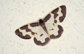 Attēlu rezultāti vaicājumam “Lomaspilis marginata”