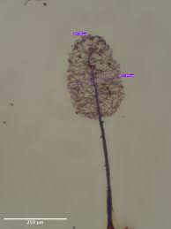 Attēlu rezultāti vaicājumam “Comatricha laxa macro”