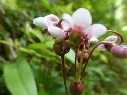 Attēlu rezultāti vaicājumam “Chimaphila umbellata flower”