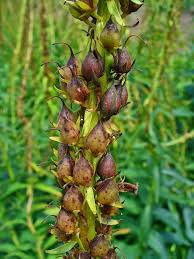 Image result for Digitalis lutea