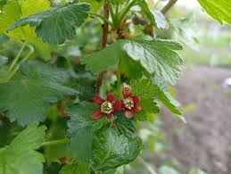 Attēlu rezultāti vaicājumam “Ribes uva-crispa flower”