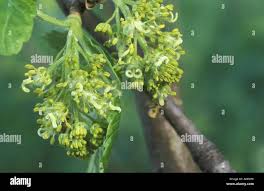 Attēlu rezultāti vaicājumam “Acer pseudoplatanus fo. purpurascens flower”