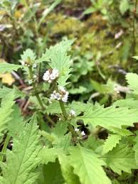 Attēlu rezultāti vaicājumam “Lycopus europaeus flower”