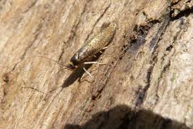 Attēlu rezultāti vaicājumam “Roeslerstammia erxlebella”