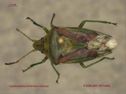 Attēlu rezultāti vaicājumam “Elasmostethus interstinctus imago”