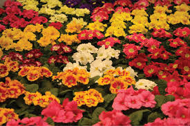 Attēlu rezultāti vaicājumam “Primula”