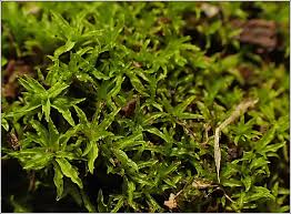 Attēlu rezultāti vaicājumam “Barbula convoluta sporophyte”