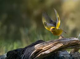 Attēlu rezultāti vaicājumam “Chloris chloris male”