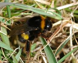 Attēlu rezultāti vaicājumam “Bombus terrestris”