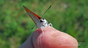 Attēlu rezultāti vaicājumam “Lycaena dispar underside”