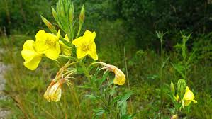 Image result for Nachtkerze