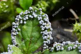 Attēlu rezultāti vaicājumam “Physarum leucopus stalked”