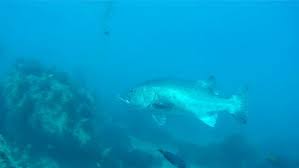 Image result for Stereolepis gigas