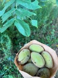 Attēlu rezultāti vaicājumam “Lathyrus japonicus subsp. maritimus fruit”