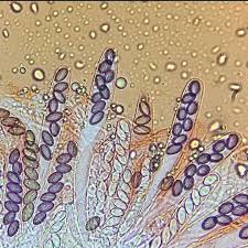 Attēlu rezultāti vaicājumam “Ascobolus furfuraceus”