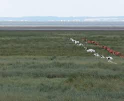 Image result for Holbeach and Fenland