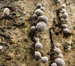 Attēlu rezultāti vaicājumam “Phleogena faginea”