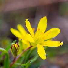 Attēlu rezultāti vaicājumam “Gagea lutea bud”