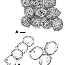 Attēlu rezultāti vaicājumam “Tranzschelia pruni-spinosae spores”