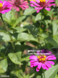 Image result for Zinnia violacea