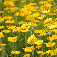 Image result for Chrysanthemum segetum