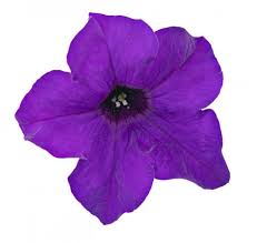 Image result for Petunia