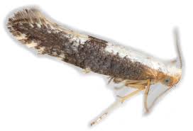 Attēlu rezultāti vaicājumam “Argyresthia spinosella”