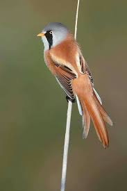 Attēlu rezultāti vaicājumam “Panurus biarmicus male”