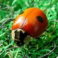 Attēlu rezultāti vaicājumam “Adalia bipunctata imago”