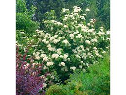 Attēlu rezultāti vaicājumam “Viburnum opulus flower”