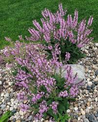 Image result for Salvia pratensis `Rose Rhapsody