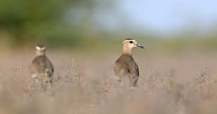 Image result for Vanellus gregarius