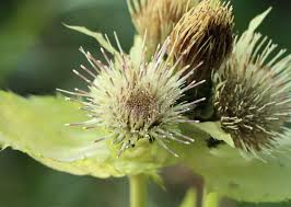 Attēlu rezultāti vaicājumam “Cirsium oleraceum flower”