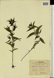 Attēlu rezultāti vaicājumam “Melampyrum nemorosum leaf”