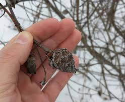 Attēlu rezultāti vaicājumam “Rabdophaga degeeri”