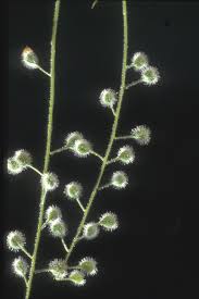 Attēlu rezultāti vaicājumam “Circaea lutetiana leaf”