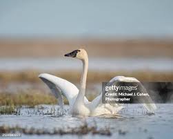 Attēlu rezultāti vaicājumam “Cygnus columbianus”