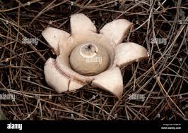 Attēlu rezultāti vaicājumam “Geastrum rufescens”