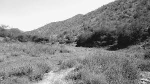 Attēlu rezultāti vaicājumam “Tachyporus sp.”