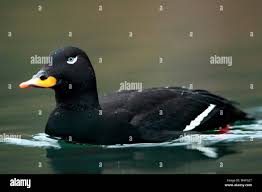 Attēlu rezultāti vaicājumam “Melanitta fusca”