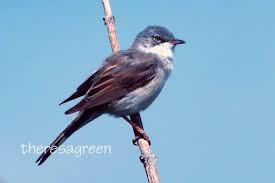 Attēlu rezultāti vaicājumam “Sylvia communis”