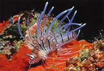 Image result for Pterois volitans