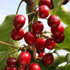 Attēlu rezultāti vaicājumam “Carpinus betulus fruit”