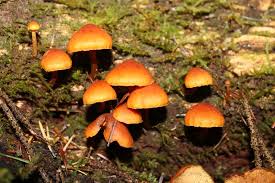 Attēlu rezultāti vaicājumam “Gymnopilus picreus”