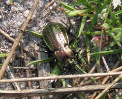 Attēlu rezultāti vaicājumam “Carabus arcensis”