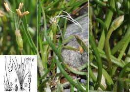 Attēlu rezultāti vaicājumam “Plantago uniflora”