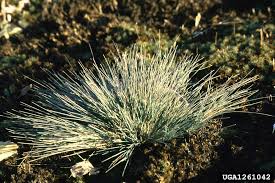 Attēlu rezultāti vaicājumam “Nardus stricta flower”