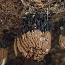 Attēlu rezultāti vaicājumam “Stemonitis fusca spores”