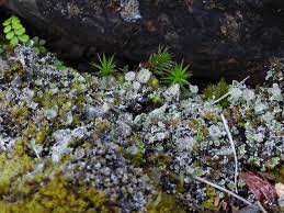 Attēlu rezultāti vaicājumam “Cladonia pyxidata”